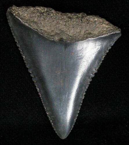 Fossil Great White Shark Tooth - #18533
